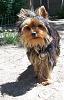 Who IS your yorkie????-aastor.6.13.08.shadow.jpg