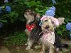 URGENT: These dogs only have 3 days!-ruby-pics-2201.jpg