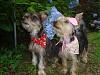 URGENT: These dogs only have 3 days!-ruby-pics-2206.jpg