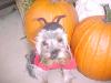 YorkieTalk Halloween 2005 Contest Submissions! Enter here!-mvc-006s.jpg