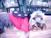 YorkieTalk Halloween 2005 Contest Submissions! Enter here!-mvc-010s.jpg