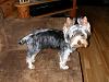 Scruffy Puppy!-first-haircut-2.jpg