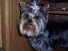 Lets see some 6-7-8lbers w/ a puppy cut AND a topknot too!!-102_6830.jpg