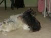 Westie jealous of new Yorkie-all-dogs-505-050.jpg