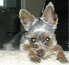 Scruffy Puppy!-bailey-aug-07-4-.jpg