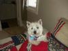 Westie jealous of new Yorkie-all-dogs-505-078.jpg