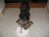 Coco's 1st Birthday Today With Pictures!-picture-228.jpg