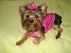 Lets see some 6-7-8lbers w/ a puppy cut AND a topknot too!!-finallygroomed-029.jpg