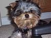 Scruffy Puppy!-102_6412.jpg