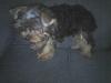 New Female puppy...JADE!-jade-20standing.jpg