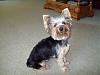 Is your Yorkie still Black and tan?-100_0301.jpg