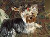 Is your Yorkie still Black and tan?-100_0143.jpg