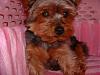 Is your Yorkie still Black and tan?-dscf0008.jpg