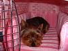 Is your Yorkie still Black and tan?-dscf0005.jpg