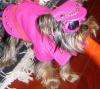 YorkieTalk Halloween 2005 Contest Submissions! Enter here!-image3-1.jpg