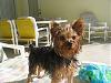 Is your Yorkie still Black and tan?-img_2299.jpg