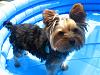Is your Yorkie still Black and tan?-may30.jpg