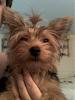 Is our girl a Yorkshire Terrier?-020708143931.jpg
