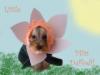 YorkieTalk Halloween 2005 Contest Submissions! Enter here!-tinkcontest.jpg