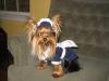 YorkieTalk Halloween 2005 Contest Submissions! Enter here!-entry1.jpg