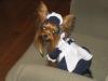 YorkieTalk Halloween 2005 Contest Submissions! Enter here!-entry4.jpg