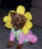 YorkieTalk Halloween 2005 Contest Submissions! Enter here!-flower22.jpg