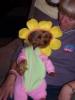 YorkieTalk Halloween 2005 Contest Submissions! Enter here!-me-chloeflower.jpg