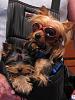 Dog Sunglases:  FUNCTION OR FASHION-ride-time.jpg