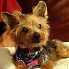 A Message From United Yorkie Rescue!-abbie-gayle-small-3.jpg