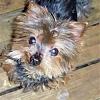 A Message From United Yorkie Rescue!-jake-fo-1.jpg