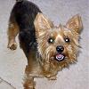 A Message From United Yorkie Rescue!-lucky-small.jpg