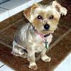 A Message From United Yorkie Rescue!-penny-small.jpg