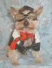 YorkieTalk Halloween 2005 Contest Submissions! Enter here!-woody-1.jpg