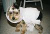 YorkieTalk Halloween 2005 Contest Submissions! Enter here!-mummy.jpg