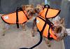 Do you take your Yorkie in the pool?-girls-fido-vests.jpg