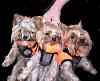 Do you take your Yorkie in the pool?-candy-princess-angel-swimve.jpg