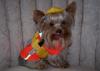 YorkieTalk Halloween 2005 Contest Submissions! Enter here!-copy-gizmo.jpg