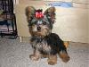 Keelyn's first grooming!-yorkietalk2.jpg