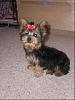 Keelyn's first grooming!-yorkietalk3.jpg