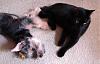 Yorkies good with cats?-itsy-luci1.jpg