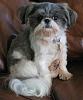 "Emperial" shih tzu needs rescue...-pict0223-2-.jpg