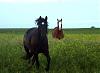What Is A Biewer and a Parti Yorkie?-horses__16.jpg