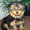 My heart wants a Yorkie but..........-tucker.jpg