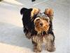 ~~~BuYinG A yOrkIe @ 8 MoNthS!!!~~~-bernie.jpg