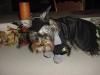 YorkieTalk Halloween 2005 Contest Submissions! Enter here!-mvc-042s.jpg
