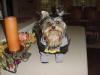 YorkieTalk Halloween 2005 Contest Submissions! Enter here!-mvc-045s.jpg