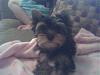 Just heard from Denise....she's got little Bella! Pic inside!-bella-2.jpg