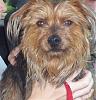 Yorkie found in Westland, MI-found_westland-small-.jpg