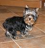 Introducing a new Yorkie-ace-resize.jpg