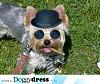 bored anyone? this is CUTE!-tetley-dressed-up-07-08.jpg